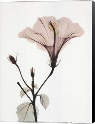 Framed Hibiscus Print