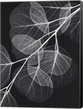 Framed Eucalyptus in Black &amp; White Print