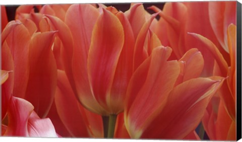 Framed Tulips Print