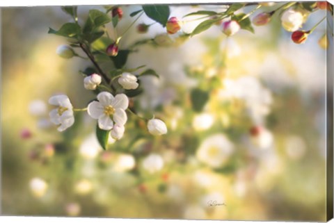 Framed Blush Blossoms I Print