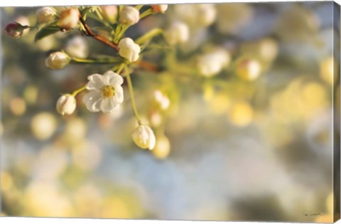 Framed Blush Blossoms II Print