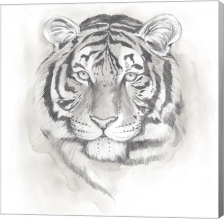 Framed Big Cat Study II Print