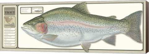 Framed World Record Rainbow Trout Print