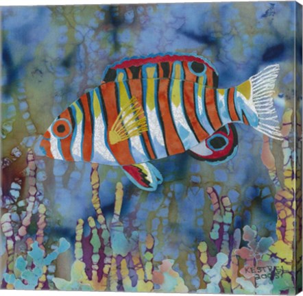 Framed Harlequin Tusk Fish Print