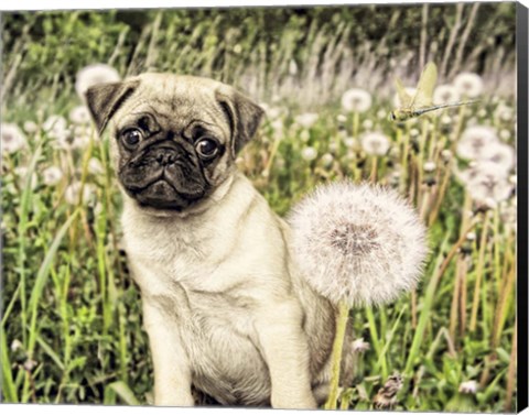 Framed Pug with Dandelion Print