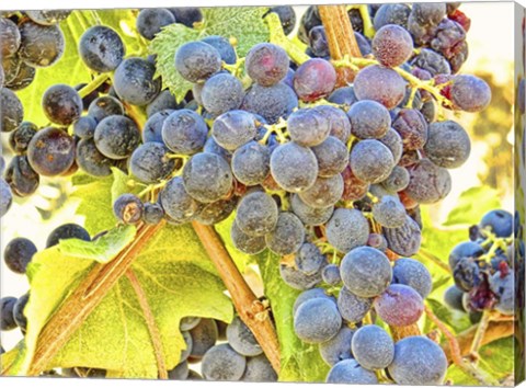 Framed Trip Grapes Print
