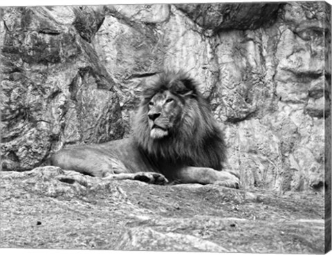 Framed Lion II Print