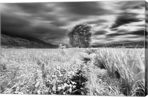 Framed Lone Tree, Dingalan Print
