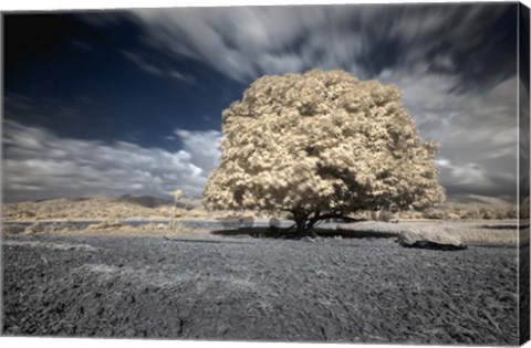 Framed Papsikol Print