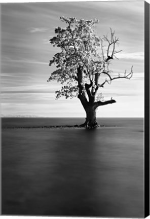 Framed Solitude Print