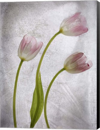 Framed 3 Tulipanes Con Red B Print