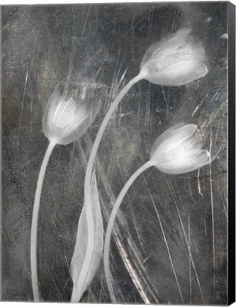 Framed 3 Tulipanes Con Red Bn Scratch Print