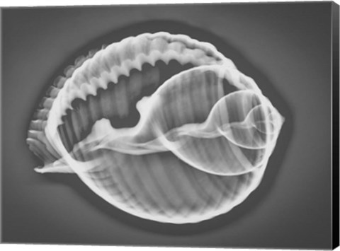 Framed Caracol Estudio 3 Xray Print