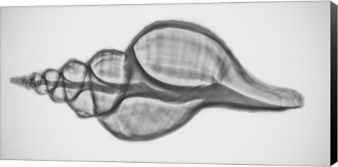 Framed Caracol Xray 1 Print