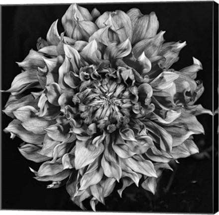 Framed Dalia 2 Phaseone Stack Bw Print