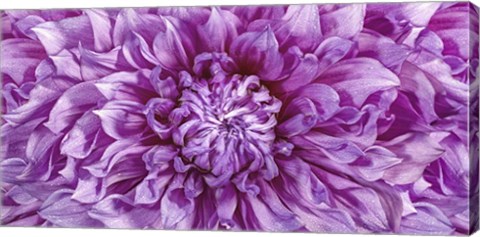 Framed Dalia 4 Wet Color Cuadrada Print