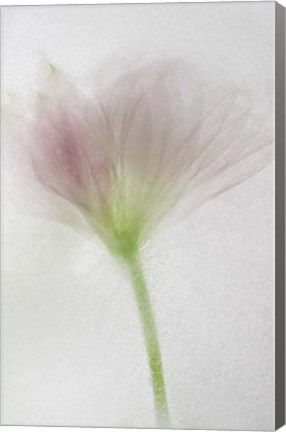 Framed Flores Congeladas 3644 Print