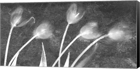 Framed Flores Congeladas 3646 Bn Print