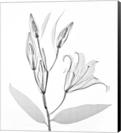 Framed Flower Xray Study 1 White Print