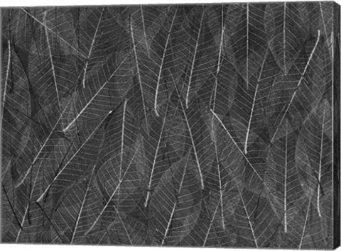 Framed Leaves 1 Print