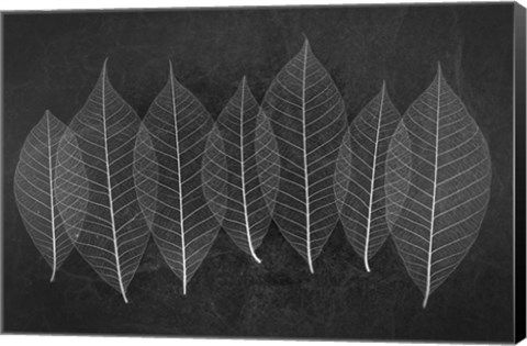 Framed Leaves 3 Print