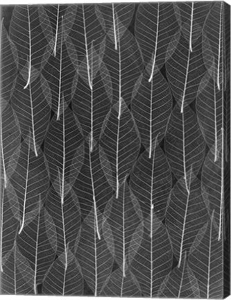 Framed Leaves 4 Print