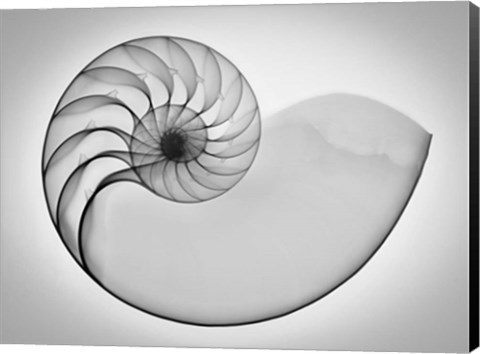 Framed Nautilus Xray I Print