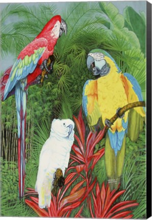 Framed 3 Parrots Print