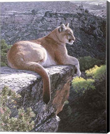 Framed Cougar Country Print