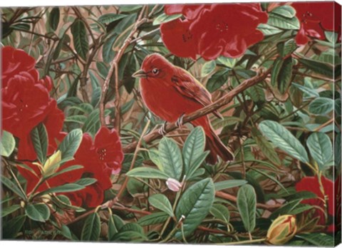 Framed Summer Tanager Print