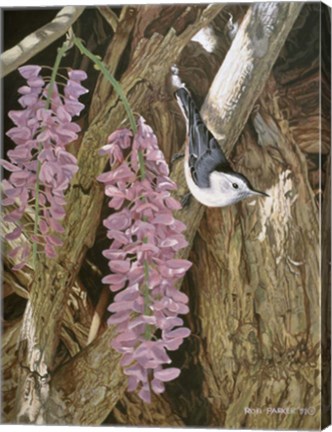 Framed Wysteria Print