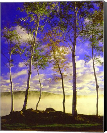 Framed Birch Trees &amp; Mist, Negaunee, Michigan 09 Print