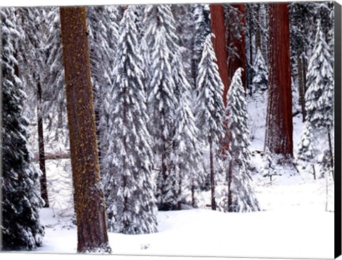 Framed Pines in Winter, California 95 Print