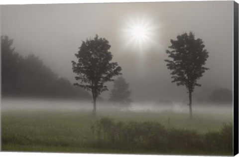 Framed Two Trees &amp; Sunburst, Logan, Ohio 10 Print