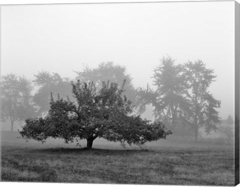 Framed Apple Tree, Southfield, Michigan 85 Print
