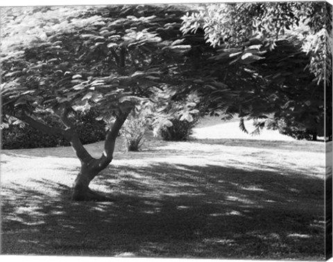 Framed Bermuda Foliage, Bermuda 94 Print