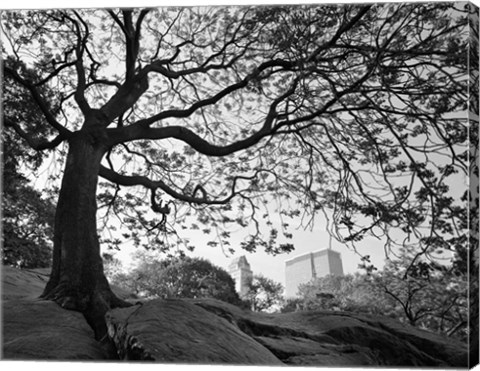 Framed Central Park #1, New York, New York 05 Print
