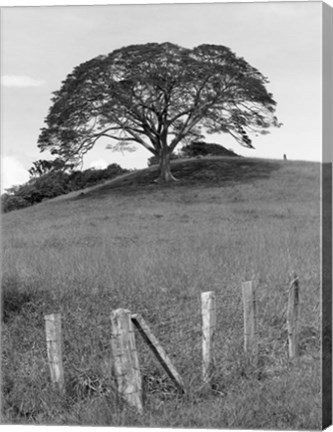 Framed Lone Tree &amp; Fence, Costa Print