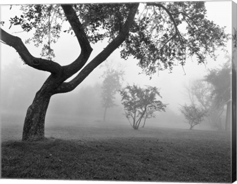 Framed Morning Mist, Farmington Hills, Michigan 82 Print