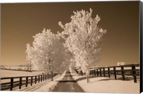 Framed Fence &amp; Trees, Kentucky 08 Print