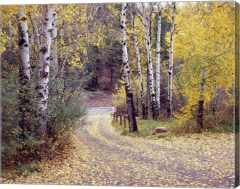 Framed Birch Tree DriveFence &amp; Road, Santa Fe, New Mexico 06 Print