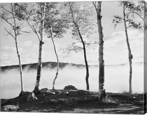 Framed Birch Trees &amp; Mist Print