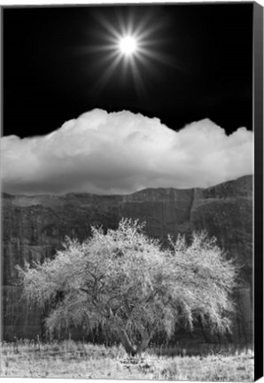 Framed Cottonwood &amp; Sunbeams, Canyon de Chelly, Arizona 10 Print