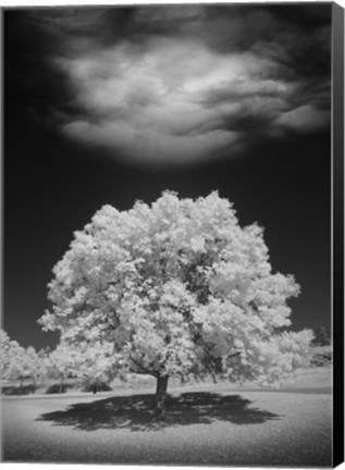 Framed Lone Tree &amp; Cloud, Green Bay, Wisconsin 12 Print