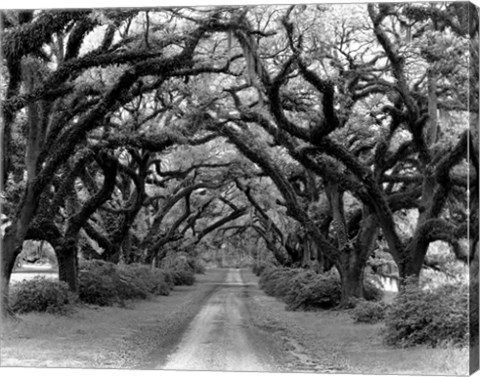 Framed Path In The Oaks #2, Louisiana Print
