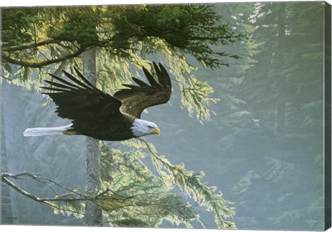 Framed Forest Flight / Eagle Print