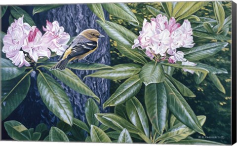 Framed Scarlet Tanager In The Rhodos Print