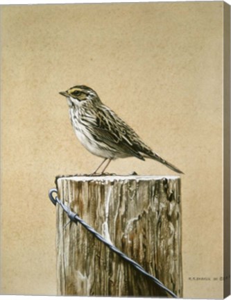 Framed Savannah Sparrow Print