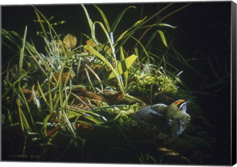 Framed Golden Crowned Kinglet Print