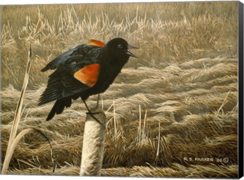 Framed Red Winged Blackbird Print